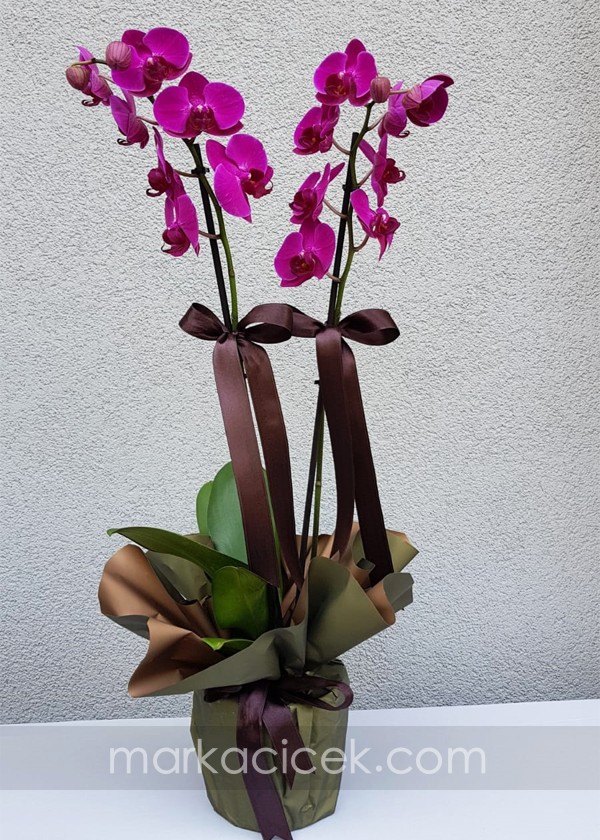 Özel Ambalaj 2'li Mor Orkide