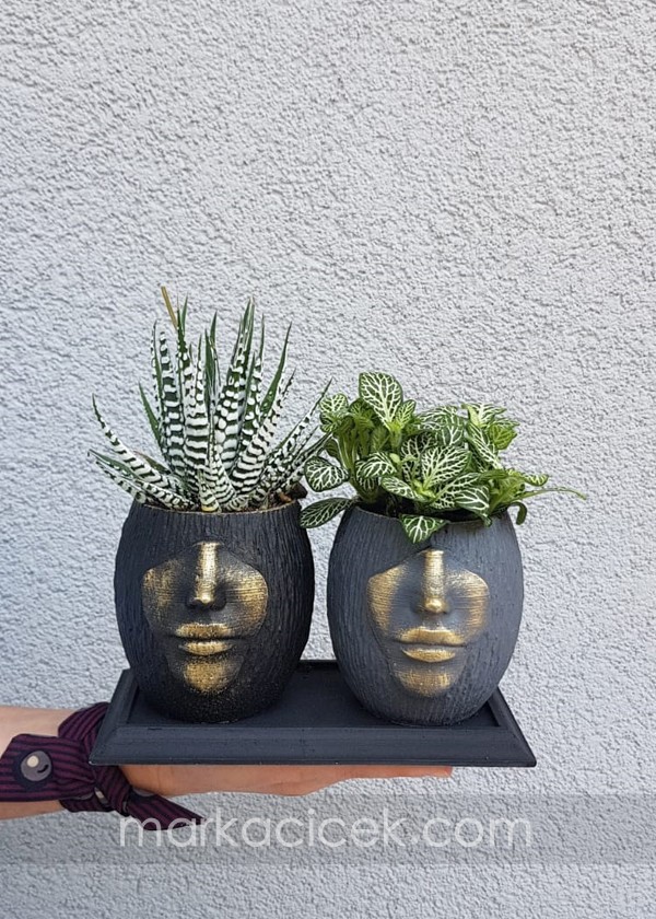 Haworthia Alba ve Fittonia