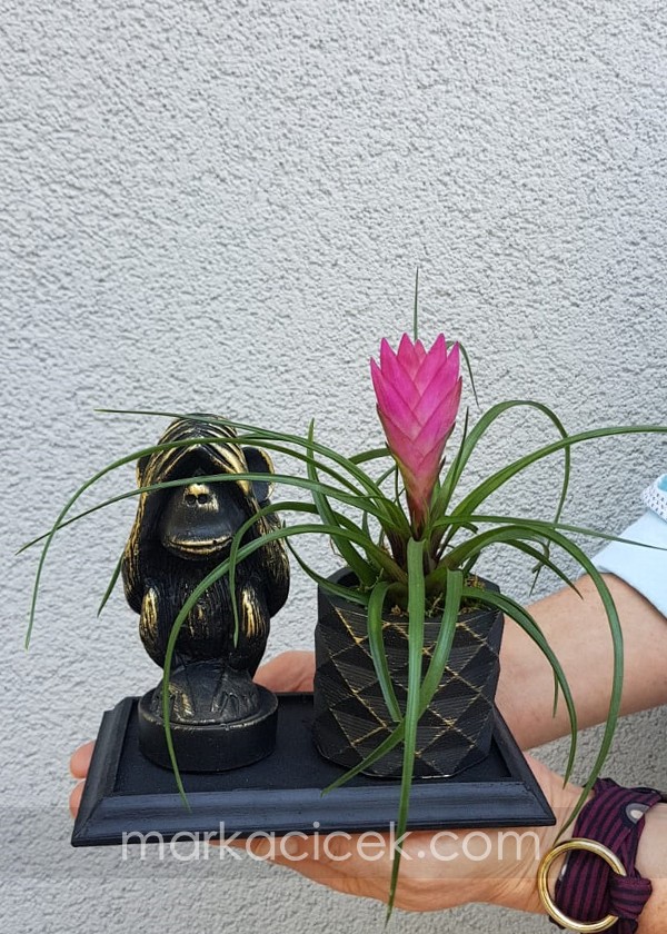 Tillandsia & Sevimli Maymun