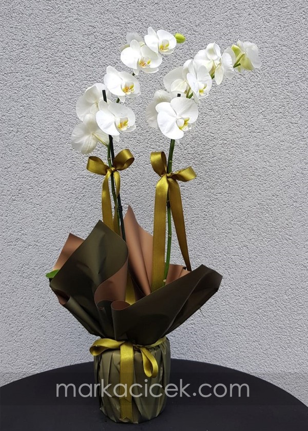 Özel Ambalaj 2'li Beyaz Orkide
