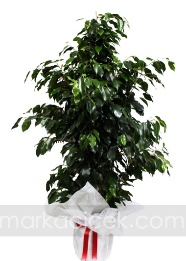 Ficus Benjamin (150 cm)