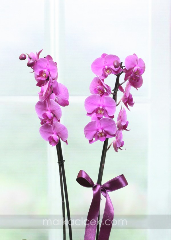 Ayna Vazo Fuşya Orkide