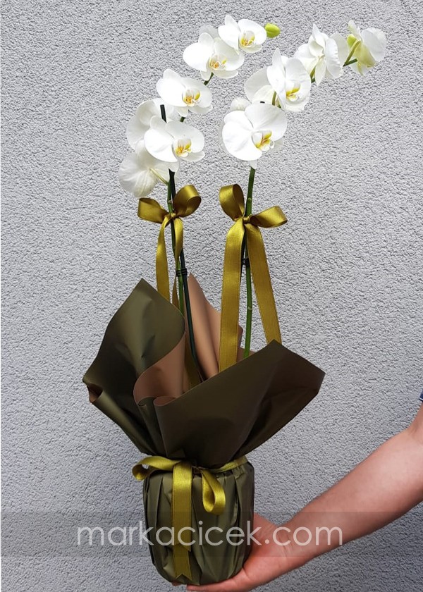 Özel Ambalaj 2'li Beyaz Orkide