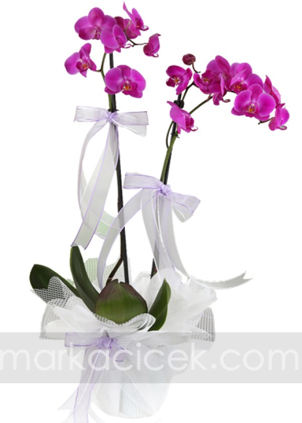 Fuşya 2 dal Phalaenopsis Orkide