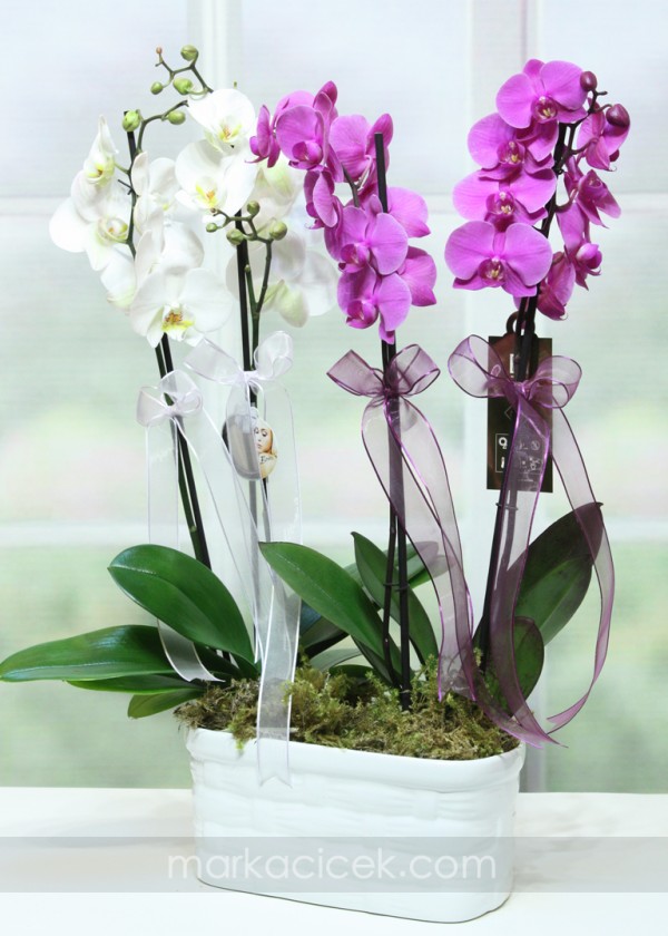 Orkide Sepeti