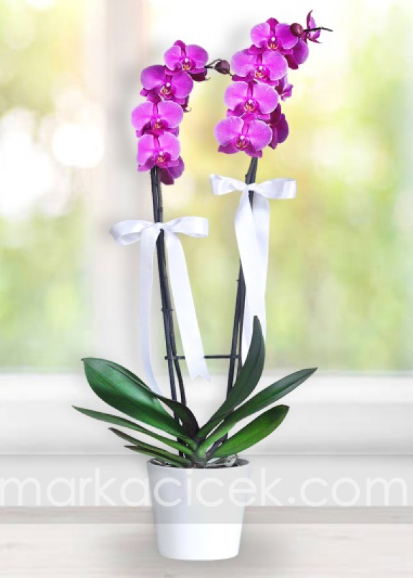 Fuşya Phalaenopsis Orkide