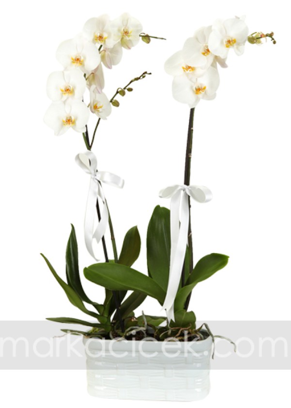 Phalaeneopsis Orkide 2 Adet