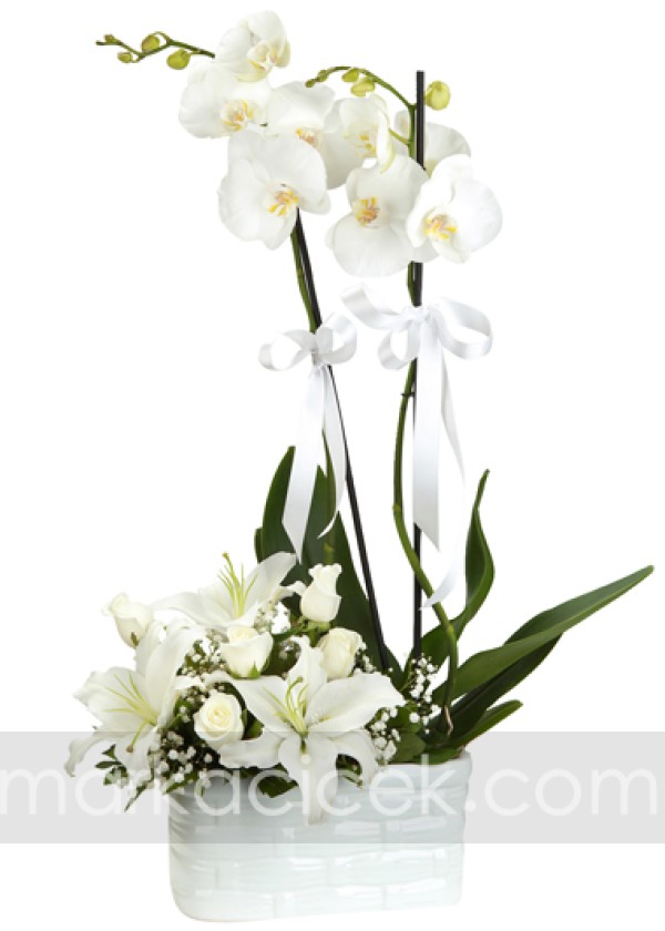Orkide, Lilyumlar ve Beyaz Güller