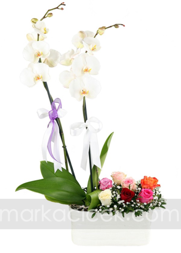 Orkide ve Renkli Güller