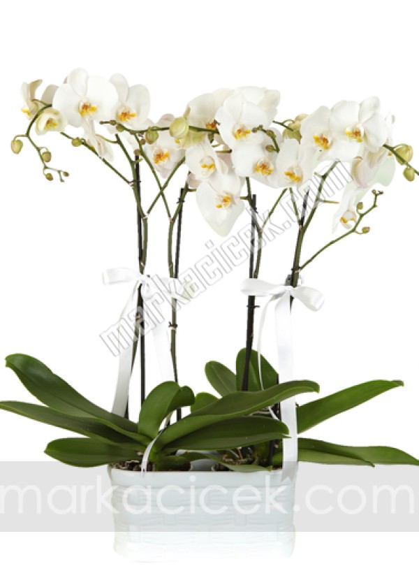 Asalet Sembolü Orkideler
