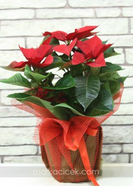 Ponsetia (Atatürk Çiçeği)