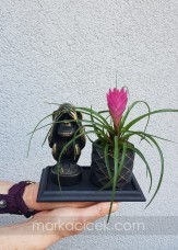 Tillandsia & Sevimli Maymun