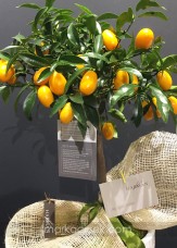 Kumquat Ağacı