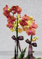 Taba Orkide