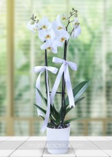 Beyaz Phalaenopsis Orkide