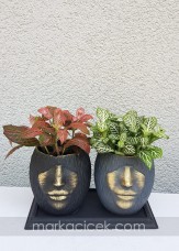Fittonia Yeşil&Bordo