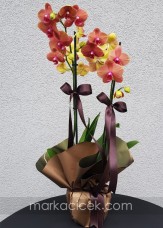 Taba Orkide